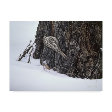 Ron Parker 'Brown Creeper' Canvas Art,35x47